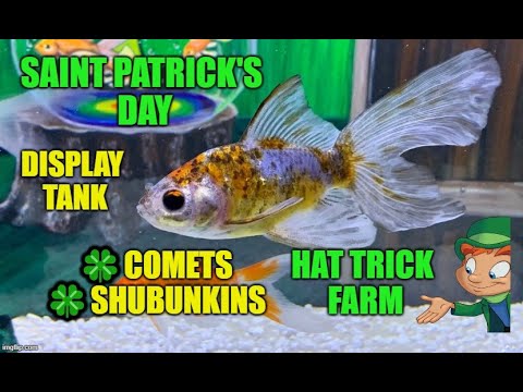 ☘️COMET AND SHUBUNKIN GOLDFISH | ☘️SAINT P THIS IS ANOTHER SAINT PATRICK'S DAY DISPLAY TANK. SHOWING OFF  SOME OF THE COMETS AND SHUBUNKINS THA