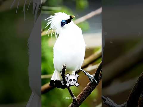 crazy scream 😱 #edit #shorts