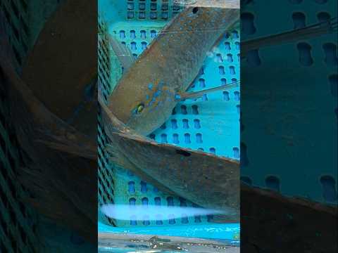 Blackspot Turkish/Benjie Gonzales tv