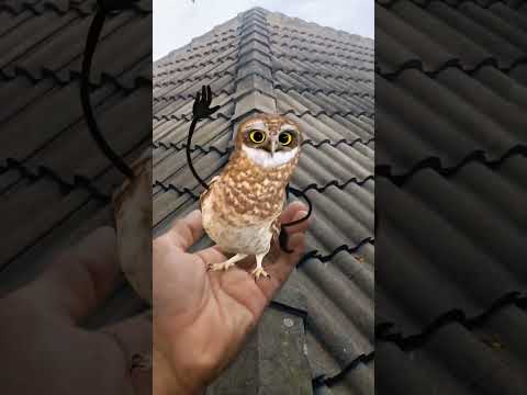 dancing owl #funny #dancing