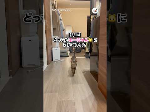 猫の動画サムネイル - 二人の愛を受け止めるるーちゃん🐱｜PECO