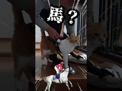 不器用な父に猫の散歩を頼んだら‥#shorts