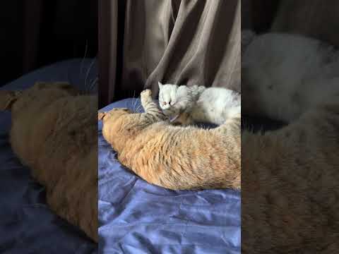 日向ぼっこから唐突に始まる猫の喧嘩#猫のいる暮らし #動物 #動物 #cat #cute #三毛猫 #pets #shorts