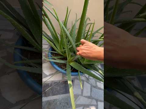 Tried to Grow Aloe Vera from Leaf 🍃👍 #shorts #short #ytshorts #gardening #gardenplants