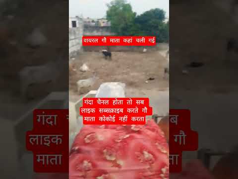 वायरल गौ माता कहां चली गई #13million #cow #motivation #100millon #gaumata #animals