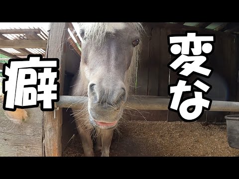 変な癖の馬(ポニー)。