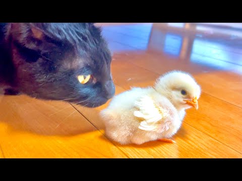 猫の動画サムネイル - ヒヨコに変化が現れてきた