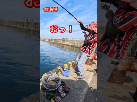 熱海 釣り🎣メジナだ!!#熱海#釣り#japan#shorts#fishing #海#海釣り#魚#魚釣り#クロダイ#メジナ#ダンゴ釣り#猫好き