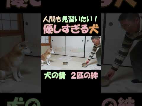 優しすぎる犬 An overly gentle dog #shorts #柴犬 #dogs #優しい人 #犬