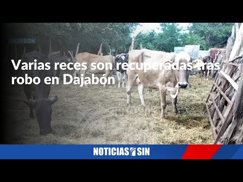 Varias reces son recuperadas tras robo en Dajabón