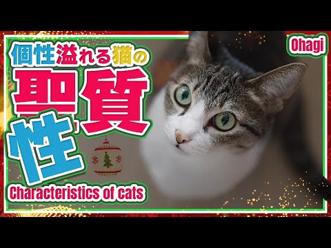 猫の個性溢れる性質を