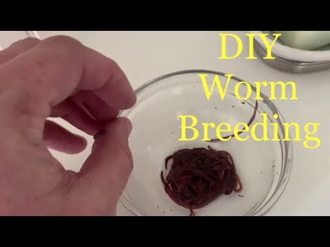 Farming worms for your Aquarium! here’s how I farm red wiggler worms for my fish tanks! an extremely cheap, easy and replenishing w