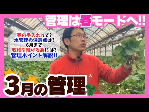 【いちご栽培】2025年3月の管理【春の管理って？】