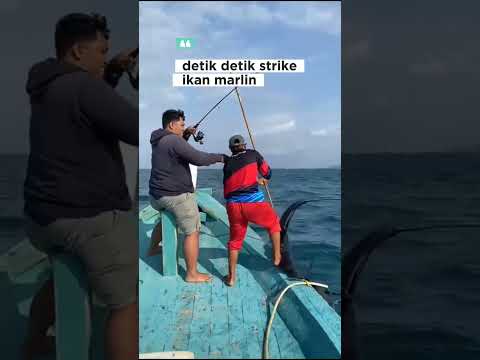 strike ikan marlin besar #fishing #ikanmarlin