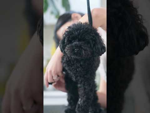 お顔カットでクマさんになるトイプードルのトリミング✂️🛀 #トリミング #子犬 #asmr #puppy  #犬のいる暮らし