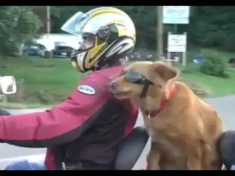 Awesome Scooter Dog Sandy! R.I.P. - UCTs-d2DgyuJVRICivxe2Ktg