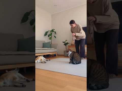 시바견 오늘도 명연기