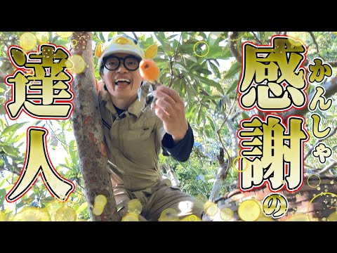 崖の上のさかなクンは恩返しが大好き！【びわ狩りぐらし】