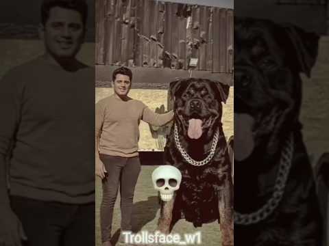 _you're not afraid of animals #shorts #ytshorts #animals #animalshorts #shark #explore