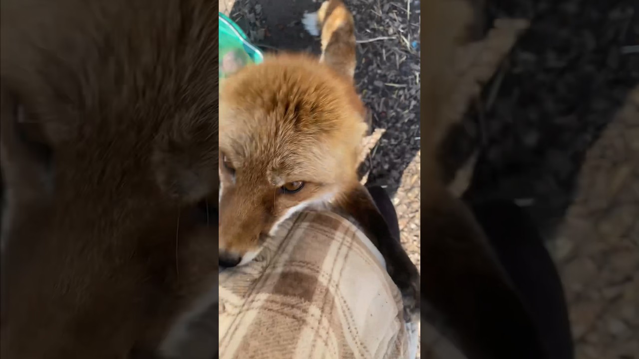 A Day In The Life Of A Fox Rescuer l The Dodo