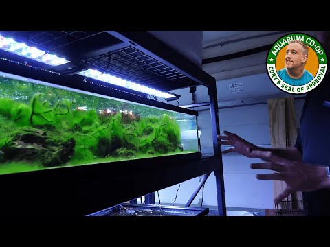 How Daku Aquatics Breeds Scarlet Badis