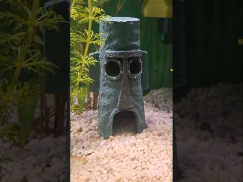 The best decorations #spongebob #spongebobsquarepants #shorts