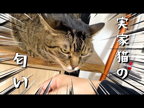 実家猫への浮気がバレて修羅場になりました...