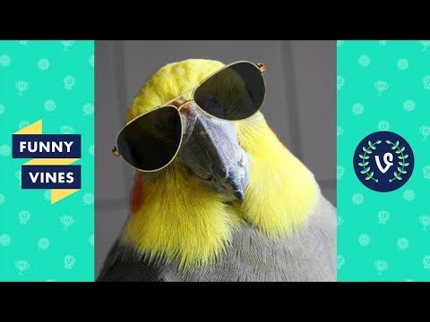 Funny BIRDS & PARROTS Compilation 2017 | Funny Vine - UCd07rKJ7Q0pg5ths7Pz8k8Q