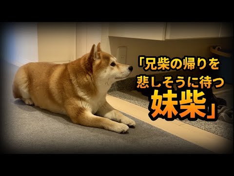 パパに散歩を置いてかれ、悲しそうな顔で兄柴の帰りを待ち続ける妹柴