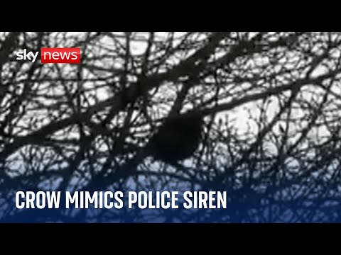 Bird 'confuses' police officers by mimicking siren sound