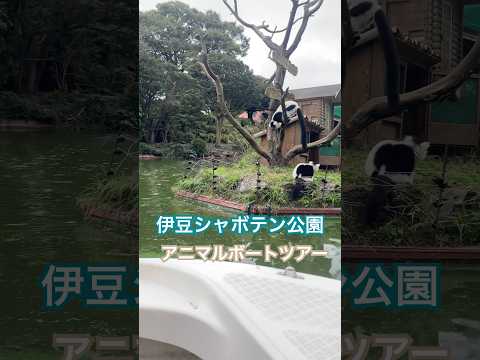 シャボテン公園のアニマルボートツアー！船に乗っていろんな動物に会えるのはワクワクした！#伊豆シャボテン動物公園 #動物園 #かわいい動物 #伊豆 #shorts