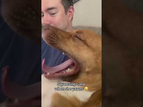 Funny and cute dogs compilation#funnydogs#cute#doglover#doglife#cure#dogshorts#pet#doglife#dogshorts