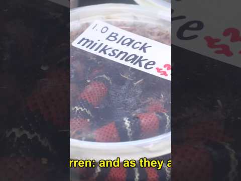 MISERY BAY REPTILES! #learn #reptiles