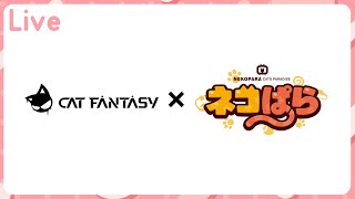 「LIVE」Cat Fantasy ช็อค!! คอลแล็ปกับเนโกะพาระ!!?