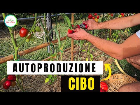 Orto - Autopruduzione di cibo