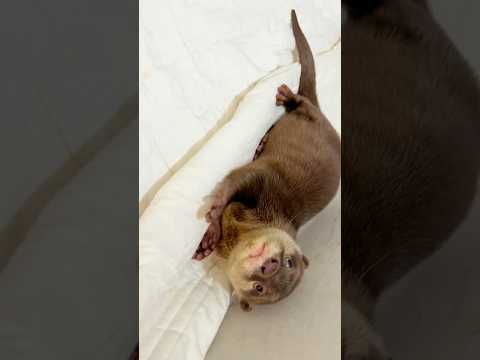 The Otter That Refuses to Let Me Leave for Work #otter #otterlove #puppy #cute #adorable