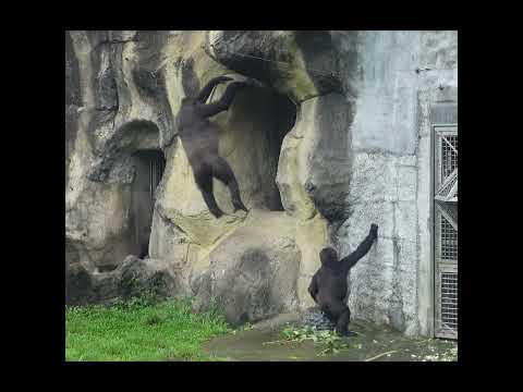 台北動物園のアフリカゾーンで見られる大猩猩家族の魅力を解説 サムネイル