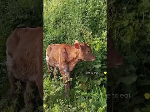 How to become a Swiss cow 🇨🇭