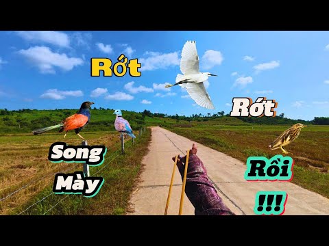 Dùng Ná Cao Su Chạy Xe Hạ Cò Ven Đường_Cò Trắng Lớn Đang Bay Cũng Rớt Và Cái Kết || SangSlingShot
