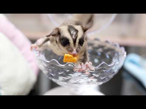 モモンズの体重測定!そして大台へ・・