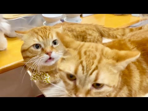 猫の動画サムネイル - 何かが起きそうで起きないねこもふ家のごはんタイム。