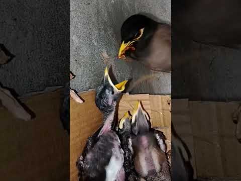 Sweet Moments with Myna Bird Babies (p 20) #shorts