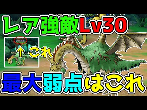 【ドラクエウォーク】呪文パと相性ばつぐん！！最大の弱点はこれ！トロピカルドラゴLv30へ挑戦！