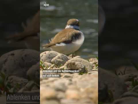 Flussregenpfeifer: Überleben am Fluss #ndr #natur #shorts #artenschutz