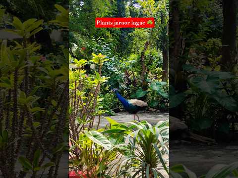 Benefits of plants #gardeningideas #amazingfacts #nature #gardening #naturesvoice #peacock #shorts