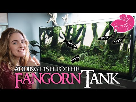 Adding FISH into the Fangorn Forest Aquascape! (Bi What do you think about the fish I chose for the Fangorn Forest tank!? I've been loving them so far.