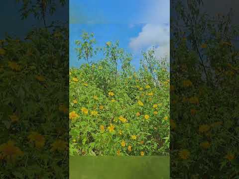 hoa dã quỳ thường nở rộ và đẹp nhất là vào tháng 11 #hoa #daquy #nở rộ #depnhat #thang 11