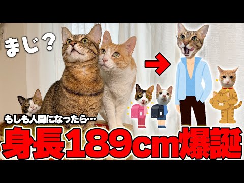 猫の動画サムネイル - 【検証】猫たちの体長を人間に変換したら“身長189cmの猫”が爆誕しましたwww