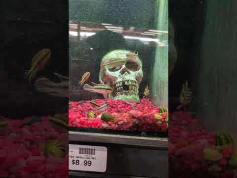 Kribensis tank at Petland Beavercreek! (2025) #sho 4284 ----  Kribensis tank at Petland Beavercreek!
Don't forget to subscribe, like, comment and share