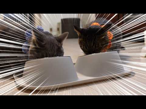 今日も食います！熊次郎と虎次郎【保護猫兄弟＆アラフィフ夫婦】
